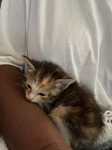 C606ED0C-EE7C-4EE5-8A5F-77E15F052F81