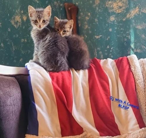 Screenshot_20250905_085105_Brave