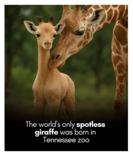 spotless-giraffe
