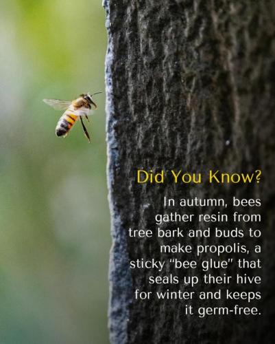 556938518_1721187111904671_6936112032932039366_n