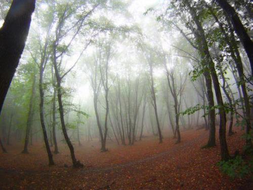Hoia-Baciu Forest, Romania 5