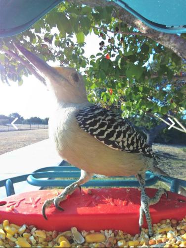 Woodpecker at the Bird Buddy