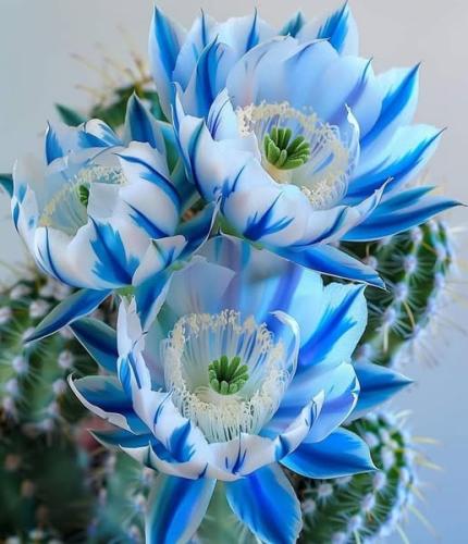 565676337_1366110378412790_4114725864495030322_n