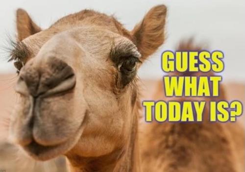 1-Hump Day