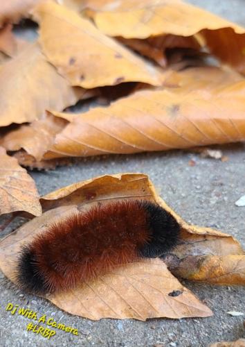 Screenshot_20251025_060951_Gallery