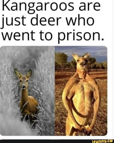 kangaroos-are-deer