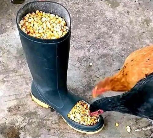 Screenshot_20251018_090511_Facebook