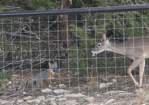 Young buck meets Young fox