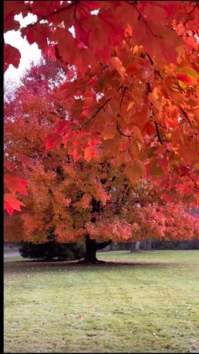 550741358_2205463769919784_2779958630870498393_n