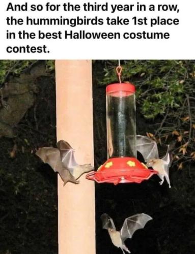 hummingbirds-costume