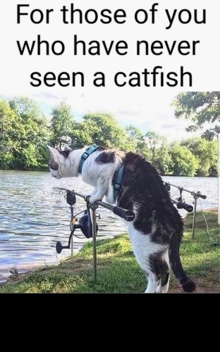 catfish