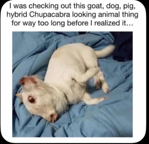 chupacabra