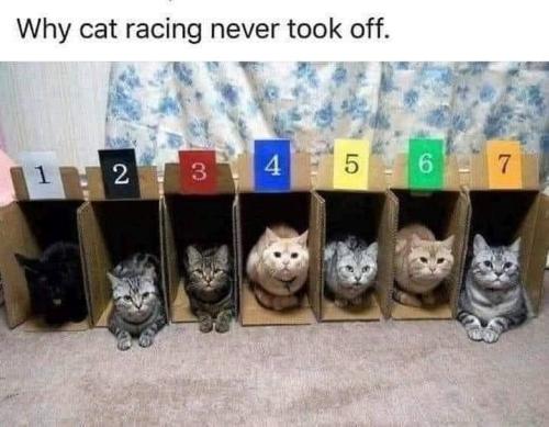 why-cat-racing-never-took-off-2-3-45-6-7