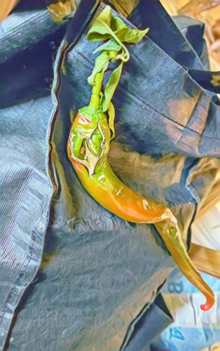 IMG_20251026_152310847_Bumblebee