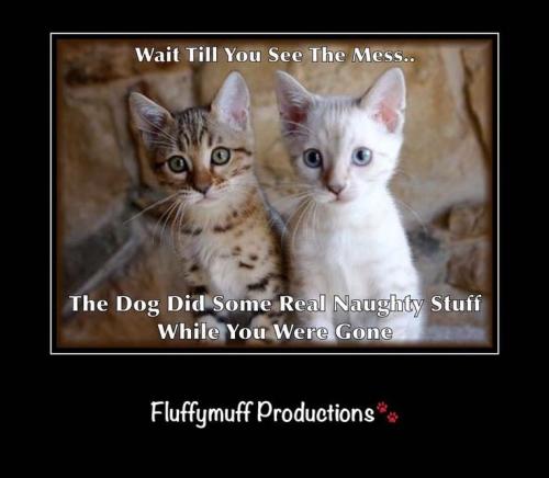 13b53d72cc500ae760ebe438053c0dc4