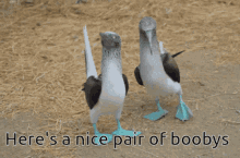 nice-pair-of-boobys
