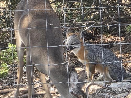 Young buck and a young fox
