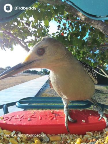 Golden-fronted Woodpecker