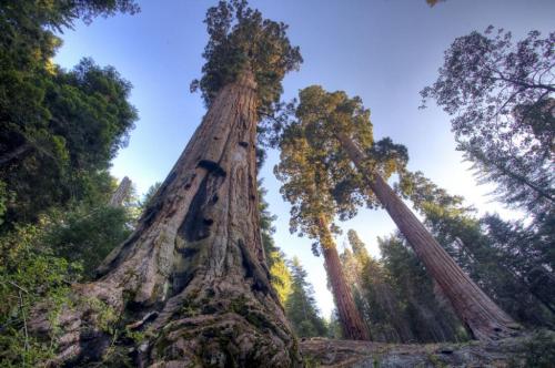 Case_mountain_sequoias