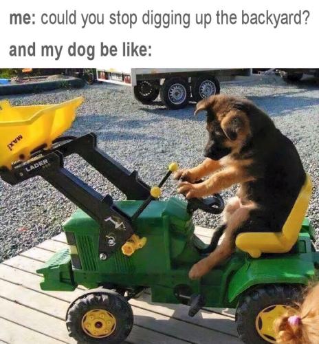 stop digging up the backyard