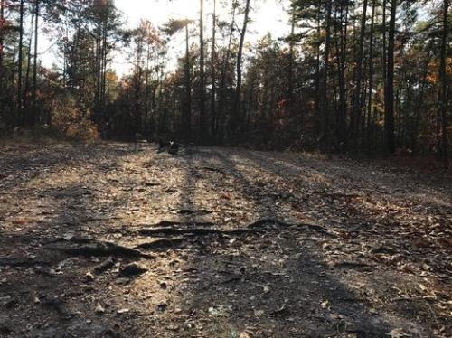 Devil’s Tramping Ground, North Carolina 4