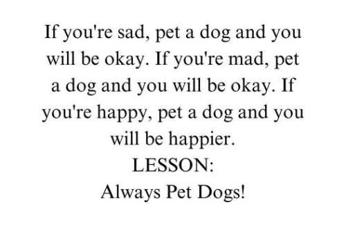 always-pet-dogs