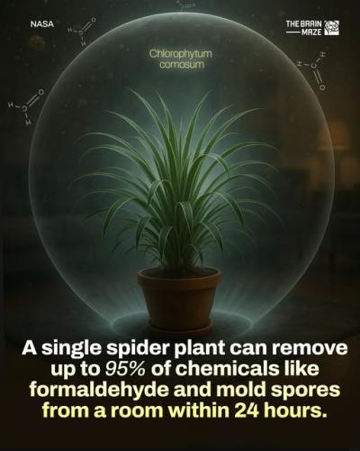 ,          ,  0424775766_746362