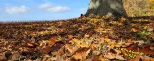 Screenshot_20251001_082010_Gallery