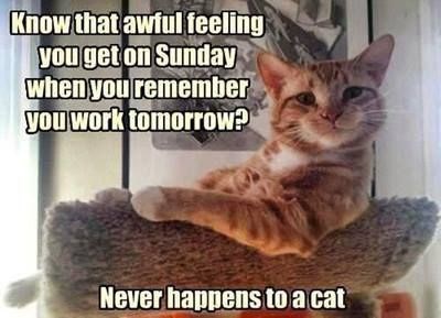 that-awful-feeling-you-get-on-sunday-when-you-remember-you-work-tomorrow-never-happens-to-a-cat