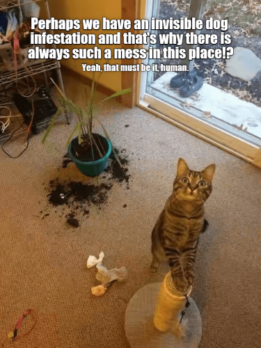 dog-infestation-and-thats-why-there-is-always-such-a-messin-this-placel-yeah-that-must-be-it-human