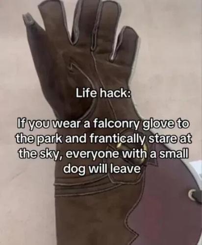 falcontry-glove