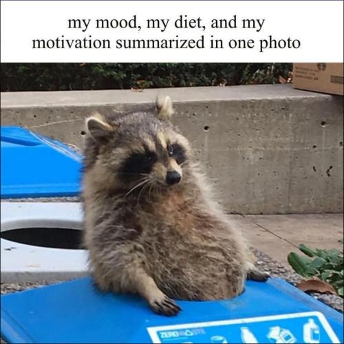 my mood my diet my motivation