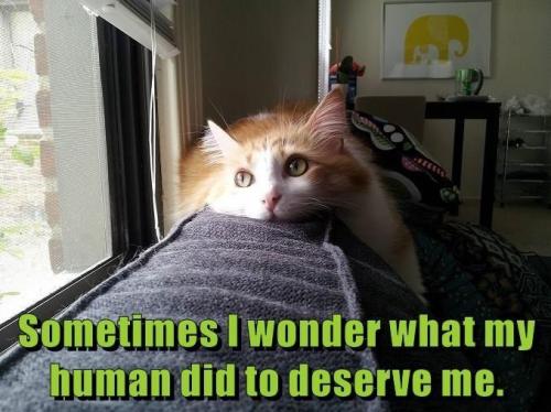 cat-sometimes-i-wonder-what-my-human-did-to-deserve-me
