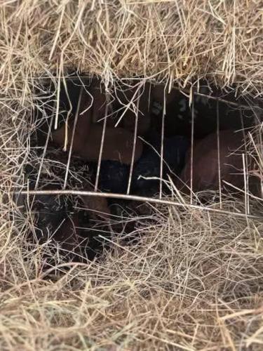 Busted hay filled with illegal aliens