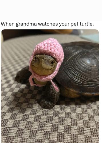 Screenshot_20251125_185742_Gallery