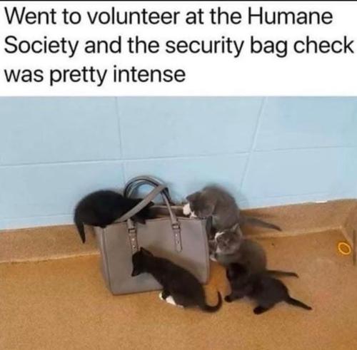 went-volunteer-at-humane-society-and-security-bag-check-pretty-intense