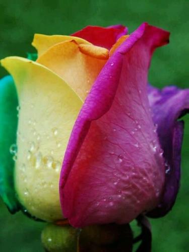 ,     ,           328625073_1312793