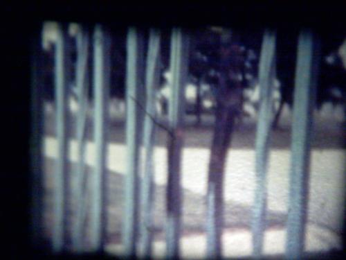 resurection cemetary 1