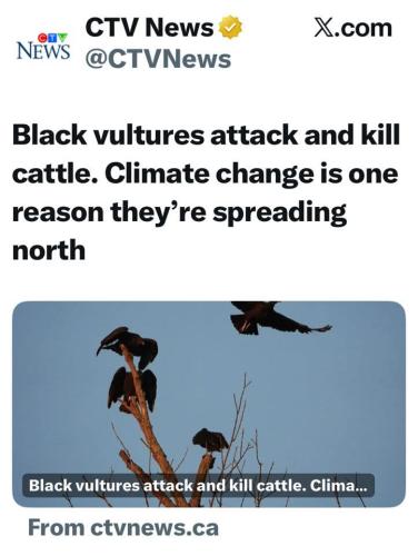 black vultures