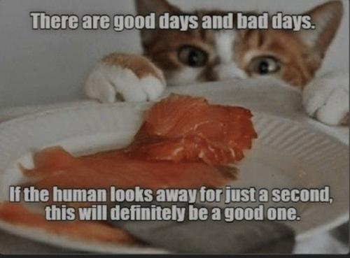 3319737517fedd2b654298906bdd9ff4