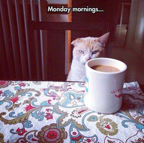 cat-monday-mornings