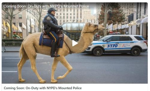 NYPD mounted police screenshot