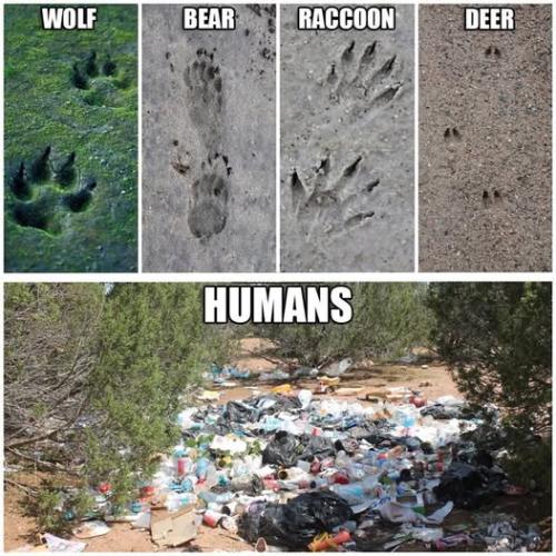 animal footprints