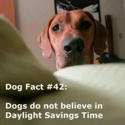 dogs-not-believe-in-dst