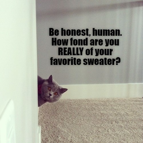 it-makes-a-very-comfortable-cat-bed