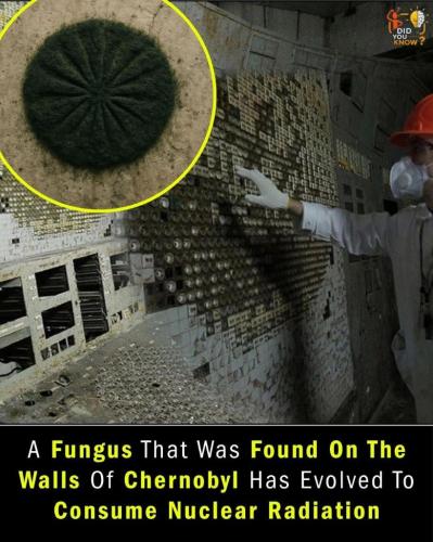 4f9c759d-f01b-4a01-b517-1a81dbf0e8e0