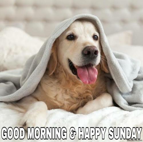 Good-morning-and-happy-sunday-dog-meme-6589