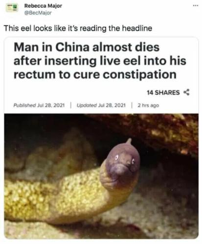 live-eel-cure-constipation