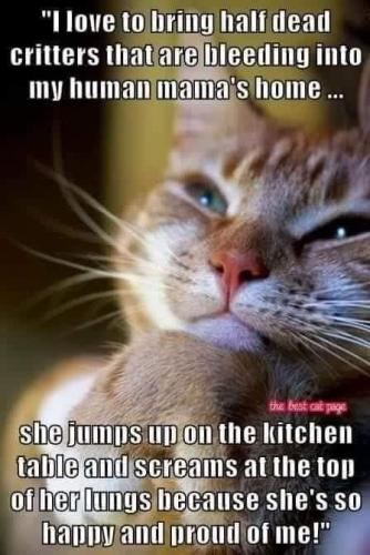 2fcaeeb3ae07e0a3fccfc29dba7df2b0