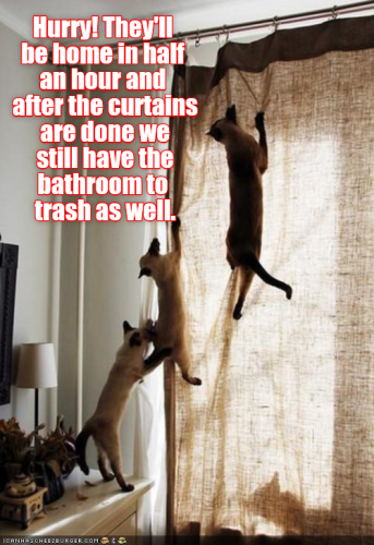 hard-work-living-up-to-their-humans-expectations